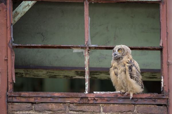 Eurasian eagle-owl (Bubo bubo), fledged young bird, in an old window frame, industrial building,