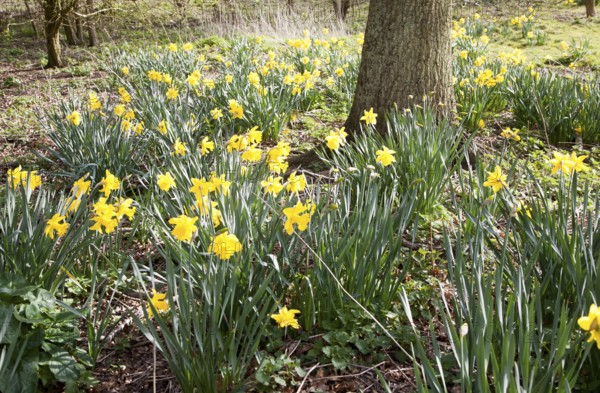 Daffodils in flower around the base of a tree, Suffolk, England, United Kingdom, Europe