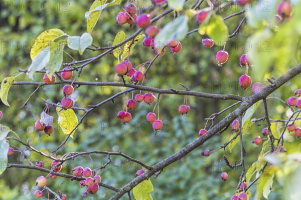 Small red apples in the botanical garden