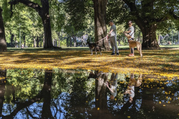 A man and a woman stroll through a springtime park with their pair of elegant greyhounds. Nearby, a