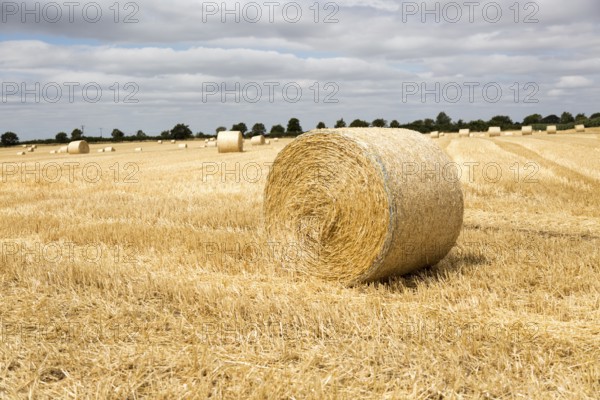 Round straw bales in flat field with overhead cumulus cloud, Sutton, Suffolk, England, UK