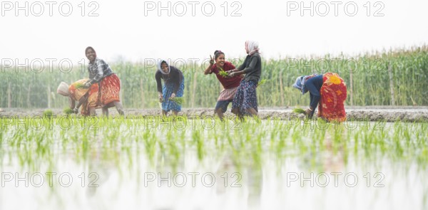 Morigaon, India. 20 February 2024. Women plant rice saplings in a paddy field on February 20, 2024