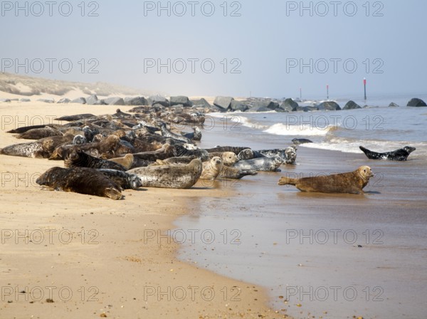 Colony of Grey Seals, Halichoerus grypus, hauled up on a sandy beach at Horsey, Norfolk, England,
