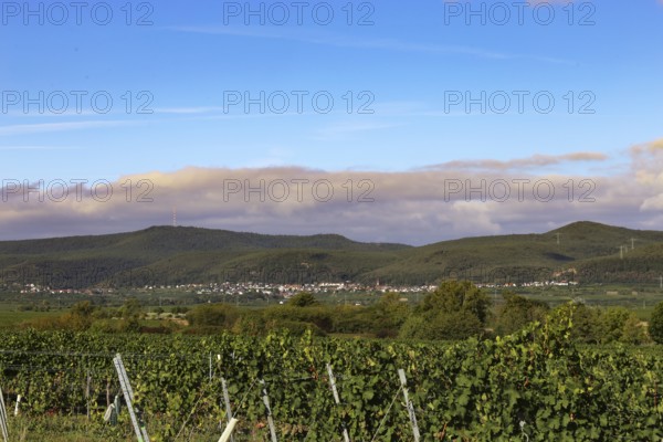 Panorama from the Haardtrand with a view of the Palatinate Forest