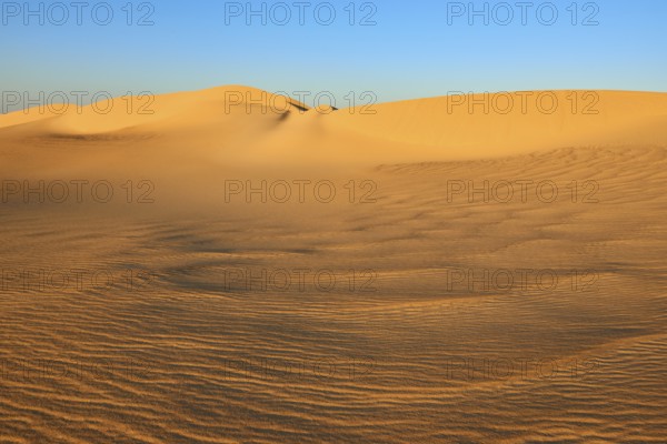 Large, undulating sand dunes in a desert landscape at sunset under a clear sky, Matruh, Great Sand