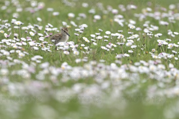 Common redshank (Tringa totanus), chicks in a flower meadow, Lower Rhine, North Rhine-Westphalia,