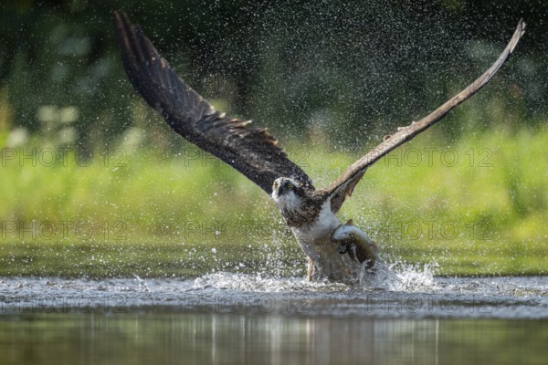 Western osprey (Pandion haliaetus) hunting, Aviemore, Scotland, Great Britain