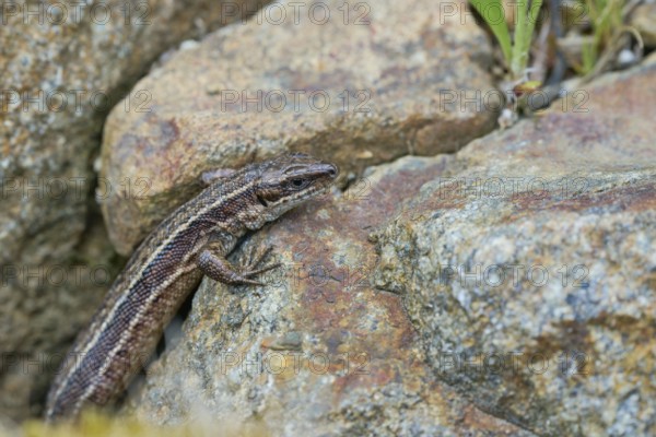 Viviparous lizard (Zootoca vivipara), Bavaria, Germany, Europe