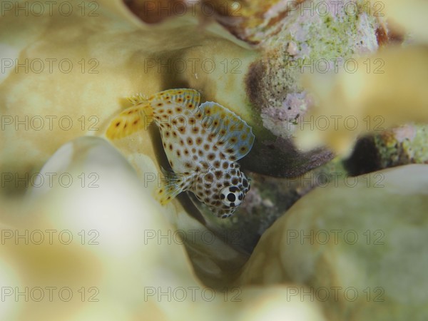 Juvenile leopard combtooth (Exallias brevis), bonefish, dive site House Reef, Mangrove Bay, El