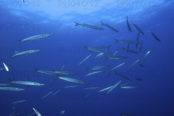 School of fish, group, school of barracuda (Sphyraena sphyraena) in the Mediterranean Sea near