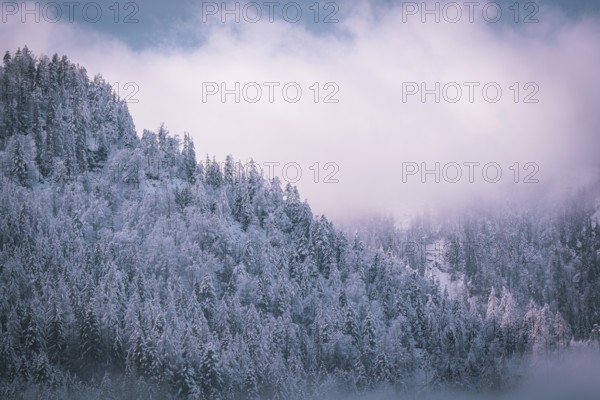 Dense coniferous forest with snow-covered trees under a foggy sky, Kaisergebierge, The Mountain
