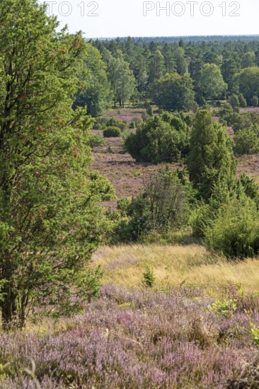 Heather blossom, juniper (Juniperus communis), near Wilsede, Bispingen, Lüneburg Heath, Lower