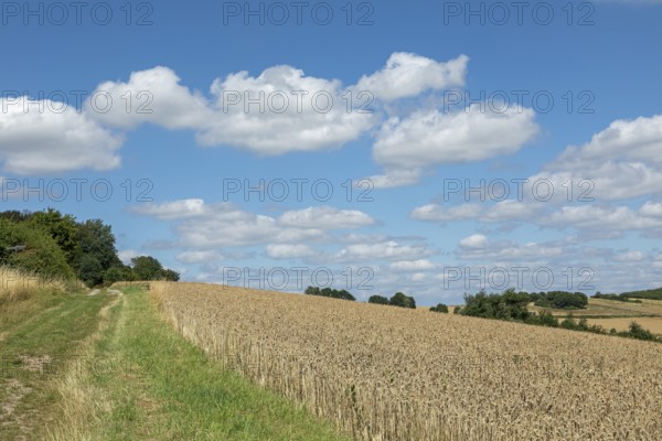 Fields, Landscape, Wittenburg, Elze, Lower Saxony, Germany, Europe