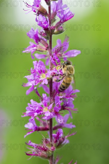 A honey bee (Apis mellifera) sits on a pink flower, purple loosestrife (Lythrum salicaria) and
