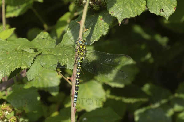 Southern hawker dragonfly (Aeshna cyanea) adult female insect resting on a Bramble plant stem,