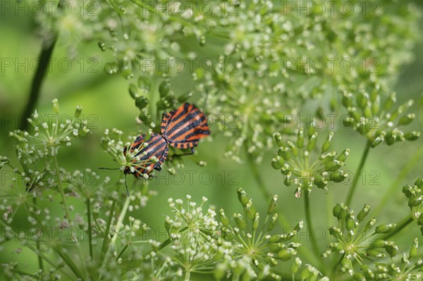 Mating italian striped bugs (Graphosoma italicum) on a goutweed flower (Aegopodium podagraria),