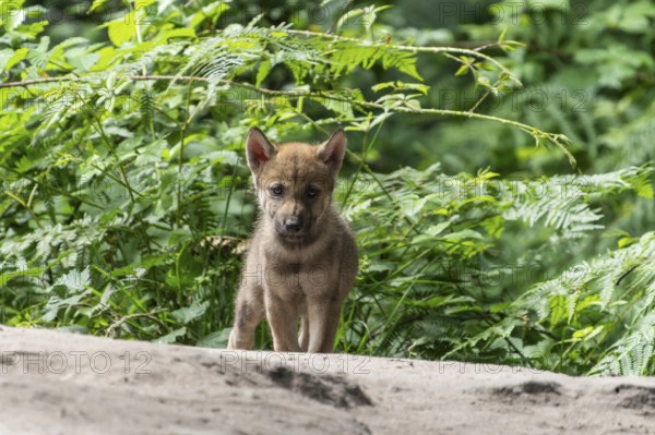 A single wolf pup stands boldly in a clearing surrounded by dense undergrowth, European grey gray