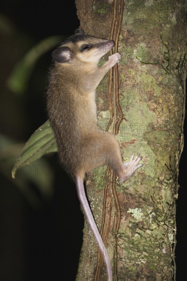Brown four eyed Opossum, Metachirus nudicaudatus, Amazon basin, Brazil, South America