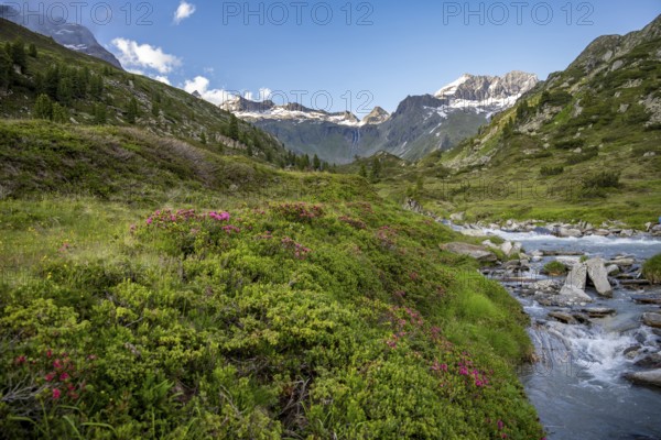Mountain landscape with alpine roses and mountain stream Zemmbach, mountain peak Kleiner Mörcher in