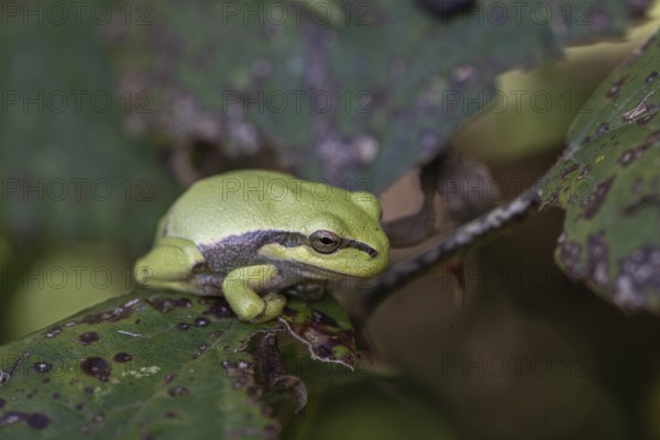 Tree frog (Hyla arborea), Lower Saxony, Germany, Europe
