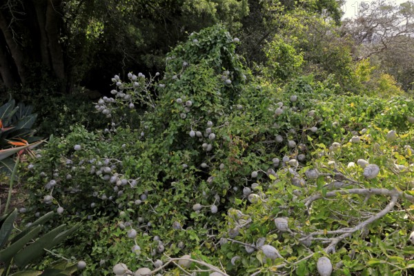 Gardenia, African forest gardenia, white gardenia, wild gardenia (Gardenia thunbergia), fruit,