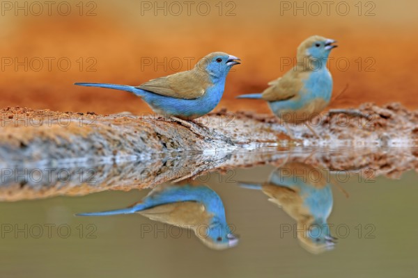 Blue-winged Oriole (Uraeginthus angolensis), Angola Butterfly Finch, adult, two birds, at the