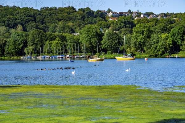 Waterweed, Elodea, an invasive species, green carpet of plants on Lake Baldeney in Essen, the
