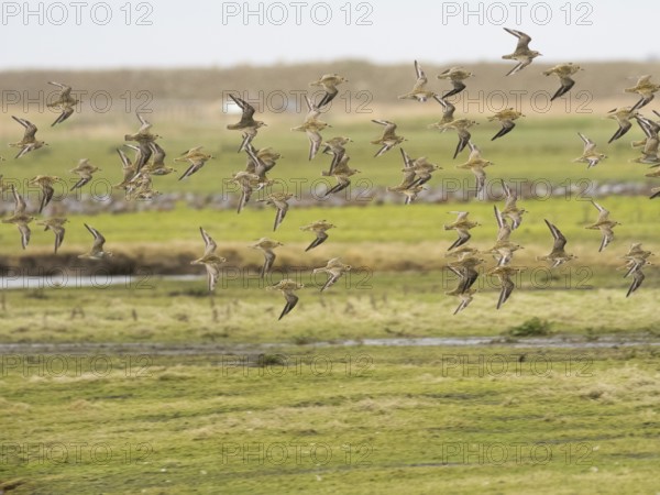 Eurasian Golden Plover (Pluvialis apricaria) flock in flight over a coastal marsh, migrating