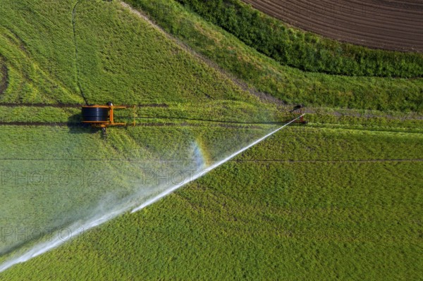 Irrigation of a wheat field on the Lower Rhine, with a mobile irrigation machine, large-area