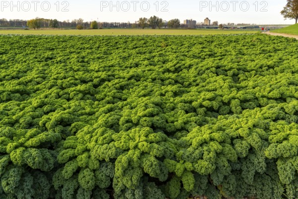 Kale field, growing area in the south of Düsseldorf, Volmerswerth district, on the Rhine, North