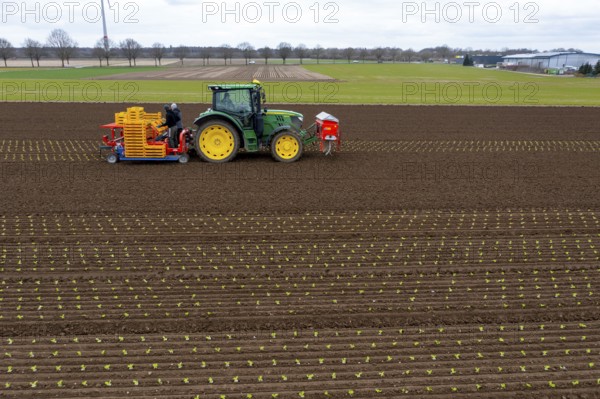 Lettuce plants are planted with a planting machine, Agriculture, Spring