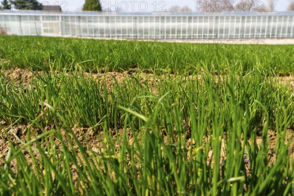 Agriculture, herb nursery, chives young plants, fresh in the field, field, planted