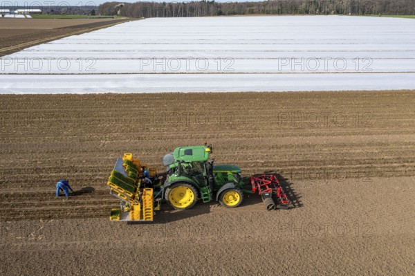 Vegetable cultivation, celery plants are planted in the field with a planting machine,