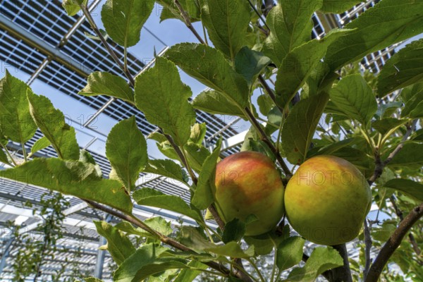 Agri-photovoltaic test plant, an apple tree plantation with two different systems of PV modules was