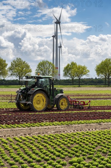 Agriculture, lettuce growing in a field, Lollo Bionda and Lollo Rossa, in long rows of plants,