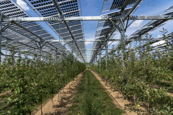 Agri-photovoltaic test plant, an apple orchard with two different systems of PV modules was roofed