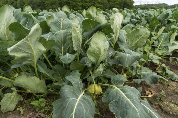 Field with kohlrabi plants, kohlrabi tubers, North Rhine-Westphalia, Germany, Europe