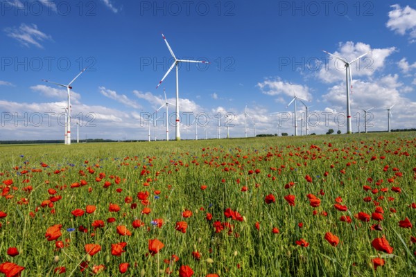 Wind farm, field with flower strips, insect-friendly border of fields with mixed flowers, poppies,