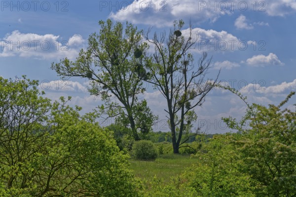 Landscape in the Ohre wetland with bushes and trees, including mistletoe, in the UNESCO Drömling