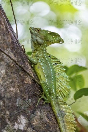 Plumed basilisk (Basiliscus plumifrons), adult male sitting on a branch, Tortuguero National Park,