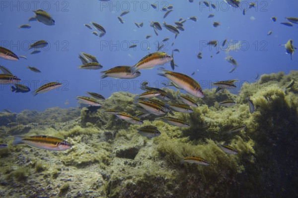 Female ornate wrasses (Thalassoma pavo) swim near seaweed in the clear blue water. Dive site Cueva