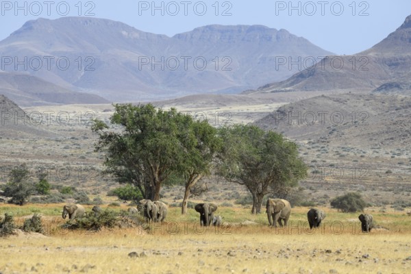 Desert elephants (Loxodonta africana) in the Huab dry river, Damaraland, Kunene region, Namibia,