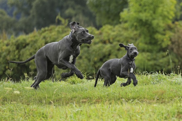 Great Dane, Saupacker, Great Dane