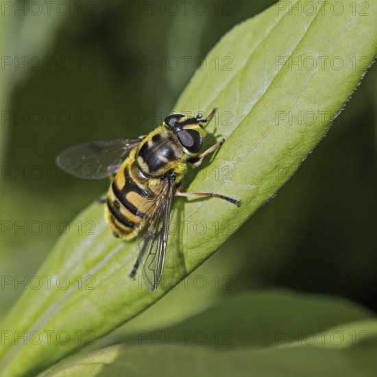 Dead head hoverfly (Myathropa florea) on leaf