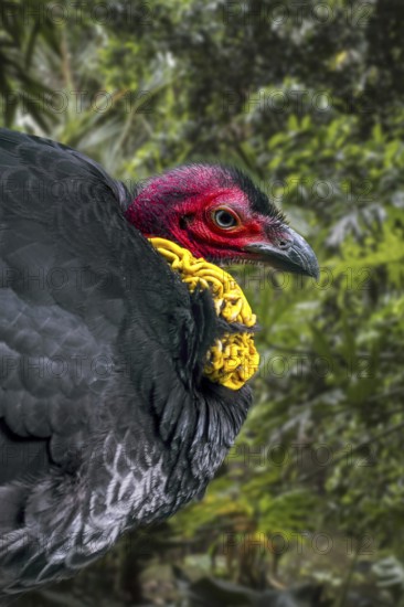 Australian brushturkey, Australian brush-turkey, gweela, scrub turkey, bush turkey (Alectura