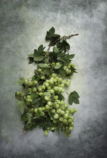 A branch with leaves of fresh hops, beer ingredient, top view