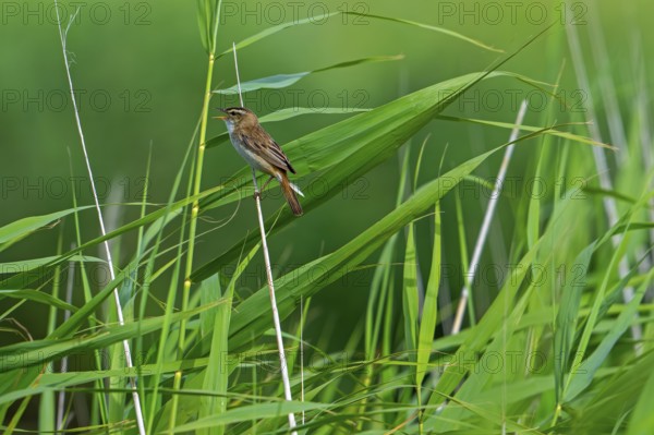 Sedge warbler (Acrocephalus schoenobaenus, Motacilla schoenobaenus) calling from reed stem in