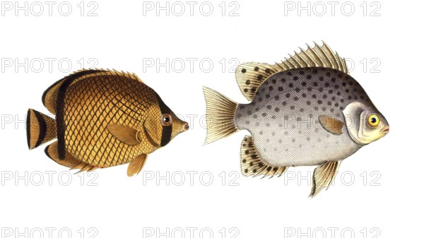 Fish, fishes, left: Genus butterflyfish, Chaetodon vagabundus, the hawkfish. right: Genus