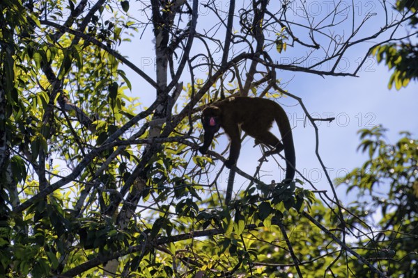 Red Nosed Bearded Saki, Chiropotes albinasus, Amazon basin, Brazil, South America