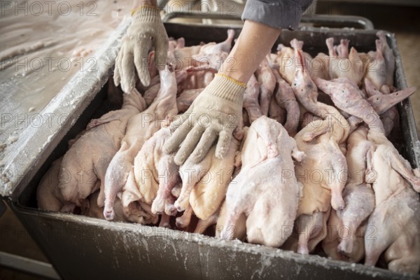 Production of salted ducks factory Nan Jing Ying Tao Yo Co. Ltd., for consumption in restaurants